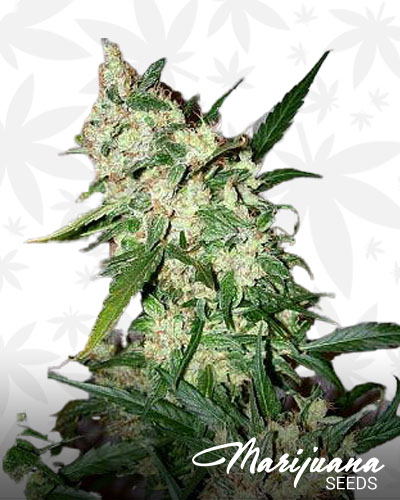 Afghan Diesel 1