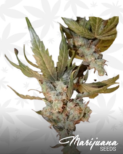 Afghan Haze 1