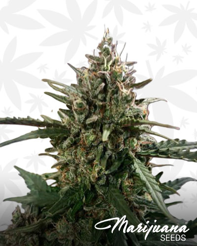 Afghan Widow 1