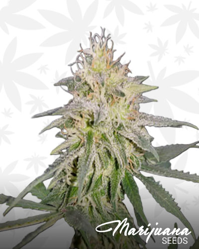 Afghani Krush