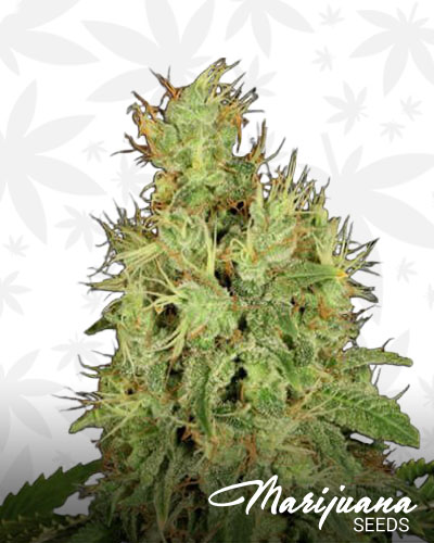 Afghanica 1