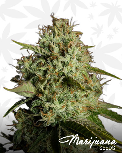Agent orange 1