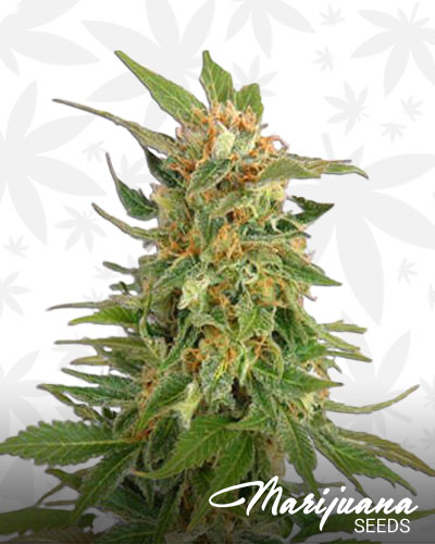 Alaska Thunder Grape 1