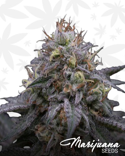 Alien Breath 1
