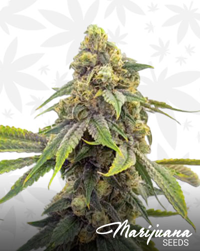 Alien OG 1