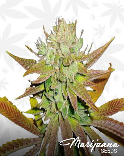 Alien Rock Candy 1