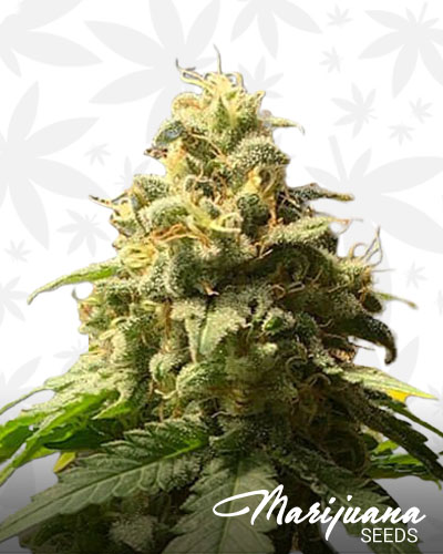 Alien Sour Apple 1