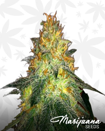 Alien inferno 1