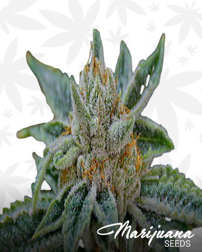 Alley Cat Kush 1
