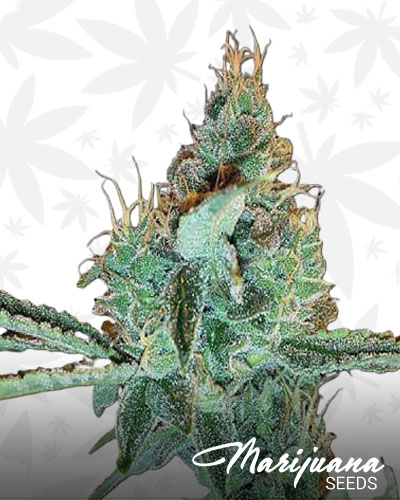 Aloha Grape Stomper 1