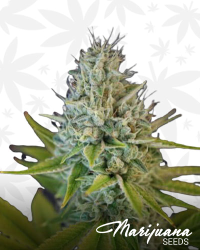 Aloha Limone 1