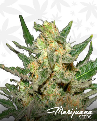Alohaberry 1
