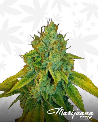 Alpha OG 1