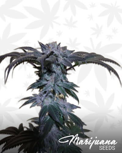Amherst Sour Diesel 1
