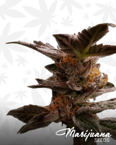Animal Cookies 1