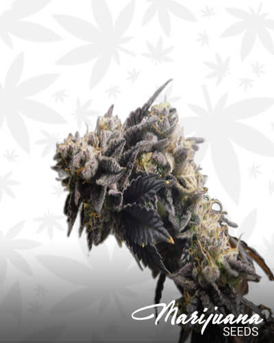Animal Gas 1