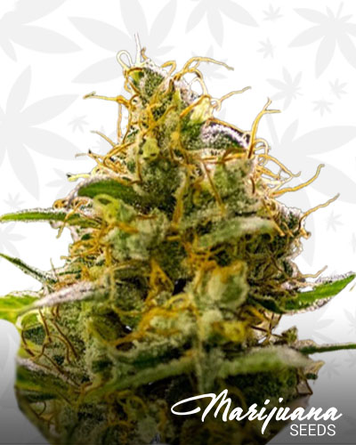 Apollo 13 Haze 1