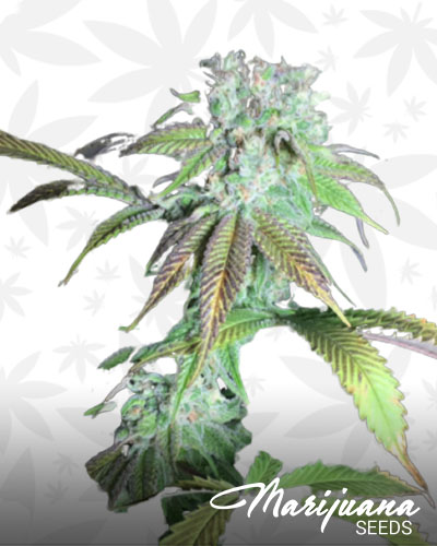 Apple Kush 1