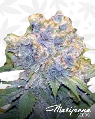 Arctic Blue 1