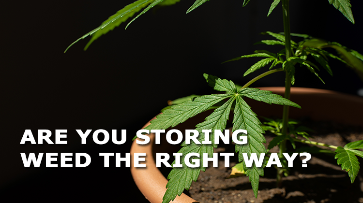 Are You Storing your Weed the Right Way 1