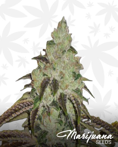 Aspen OG 1