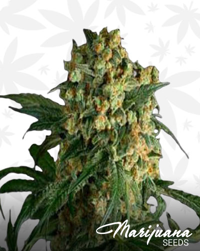 Bad Ass Kush