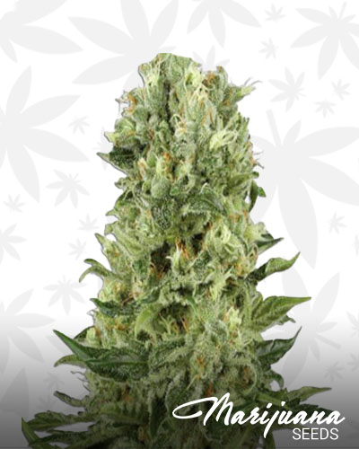 Banana Diesel 1