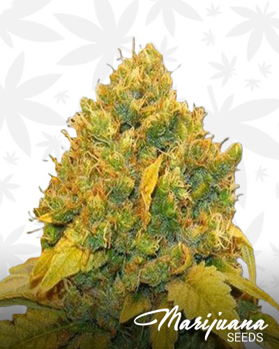 Banana Kush 1
