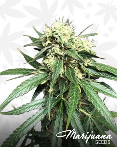 Banana OG