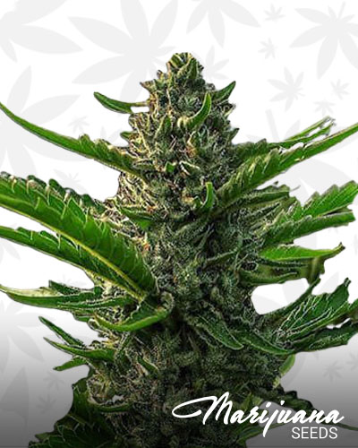 Big Buddha Cheese 1