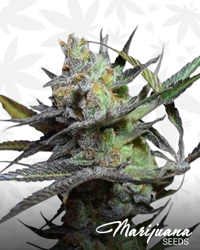 Big Buddha’s King Kong 1