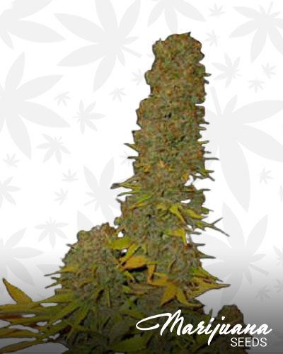 Big Skunk Korean 1