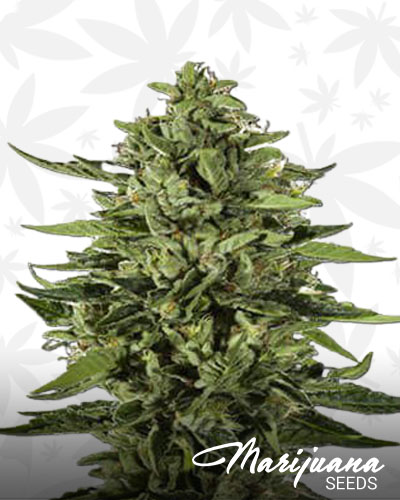 Big Sky OG 1