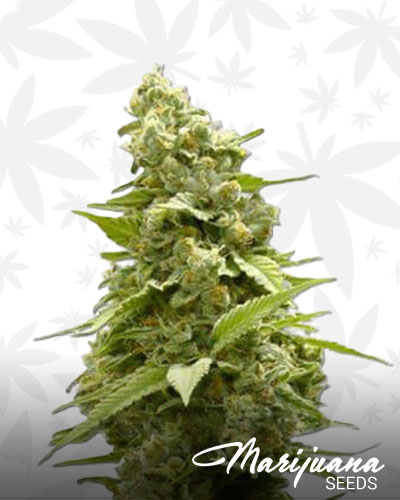 Birthday Cake Kush 1