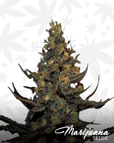 Black Haze 2