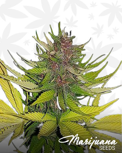 Black Raspberry 1