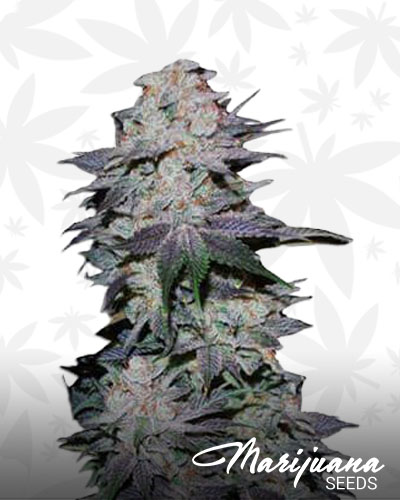 Black berry pie