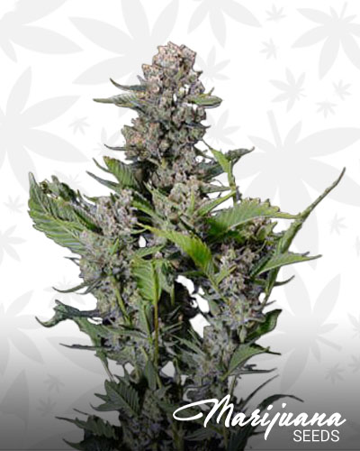Blackberry Dream 1