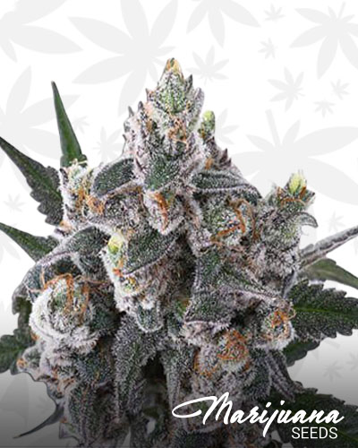 Blackberry OG