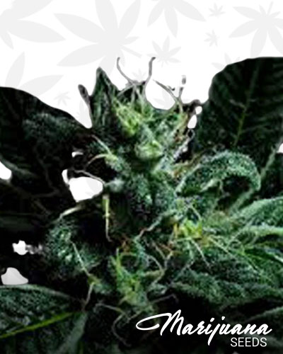 Blessings OG 1