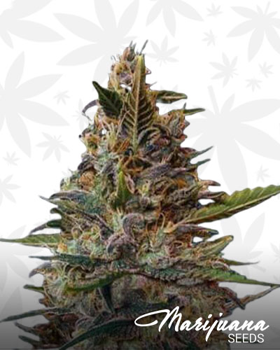 Blue Diesel 1