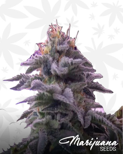 Blue Frost 1
