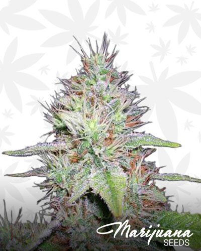Blue Hawaiian 1