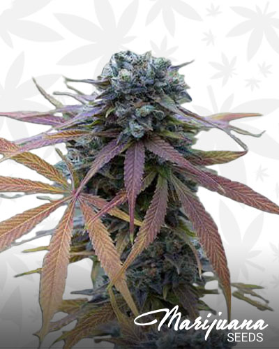Blue Kush 1 1