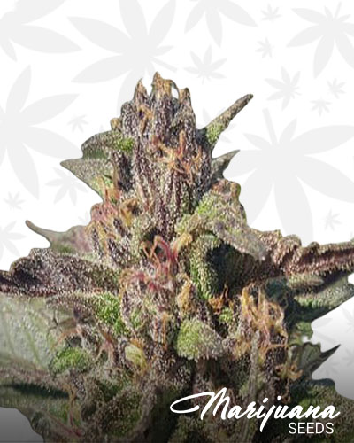 Blue Raspberry Snow Cone Strain