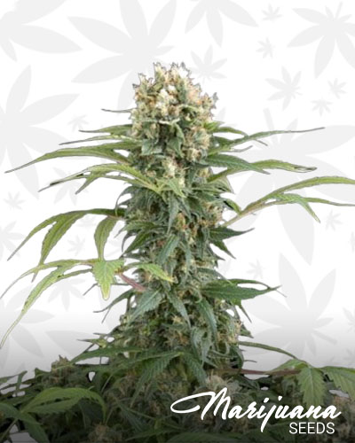 Blue Thai 2