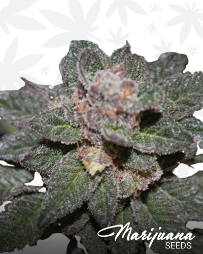 Blue Trainwreck 1