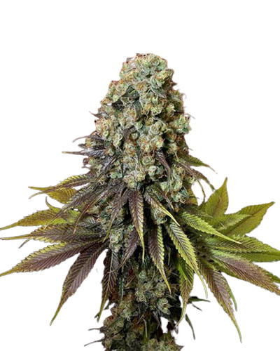 Blue Widow