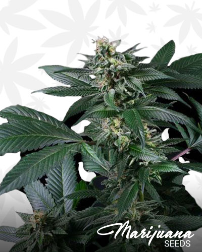 Blue berry AK