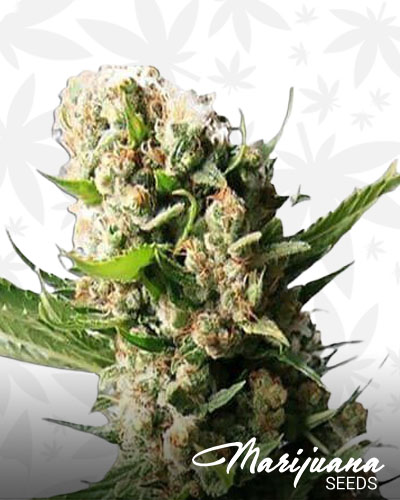 Blue berry diesel